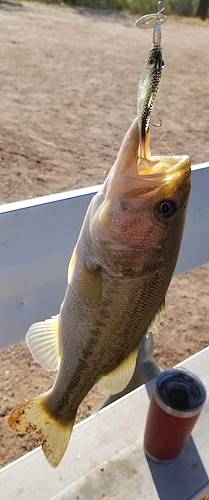 Paul Rossi's Fish