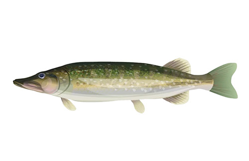 Pickerel, Pike, and Muskie Fishing Guide - how to catch Pickerel, Pike, and  Muskie with Panther Martin Lures