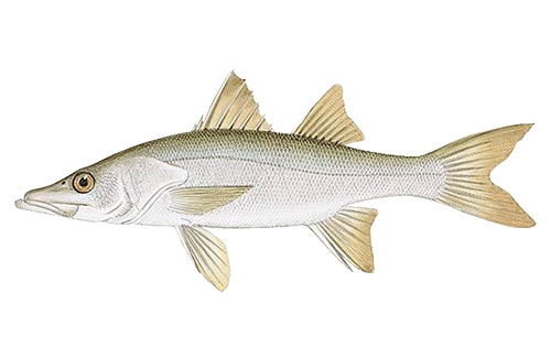 10 Best Snook Lures Right Now: Catch More Snook with These A