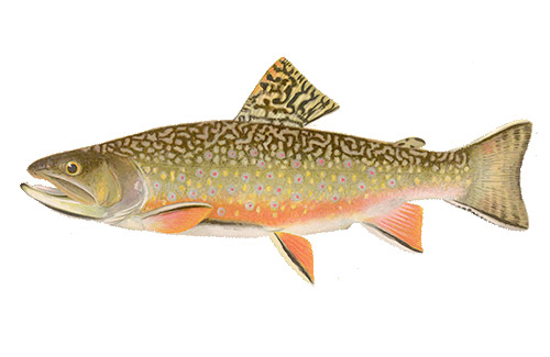 Panther Martin Classic Patterns  Great for Brook Trout, Brown