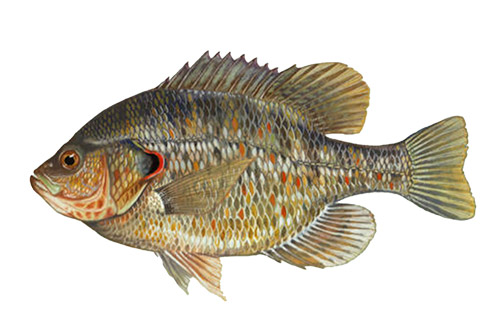 Terminal Tackle - Panfish - Species